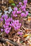 Cyclamen hederifolium