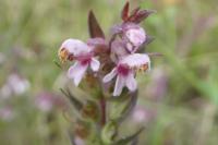 Odontites vernus