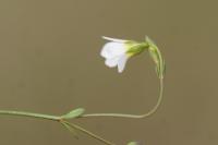 Linum catharticum