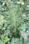Equisetum telmateia