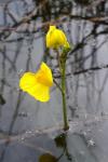 Utricularia neglecta