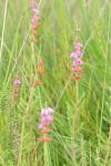 Erica ciliaris