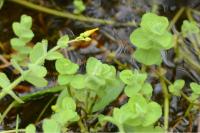 Hypericum elodes