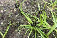 Cyperus fuscus