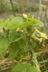 Aristolochia clematitis
