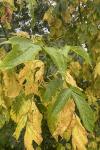 Acer negundo