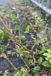 Lactuca saligna