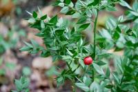 Ruscus aculeatus