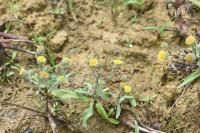 Pulicaria vulgaris