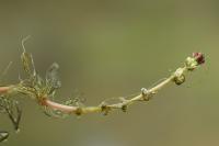 Myriophyllum spicatum