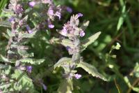 Teucrium scordium