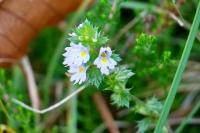 Euphrasia