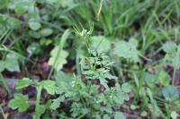 Cardamine flexuosa