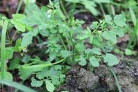 Cardamine flexuosa