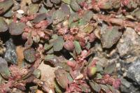 Euphorbia maculata