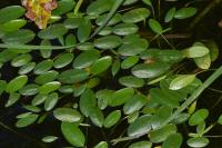 Luronium natans