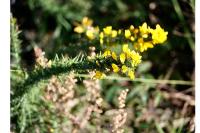 Ulex minor