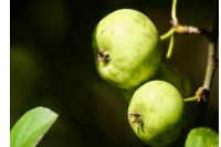 Malus sylvestris