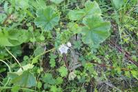Malva neglecta
