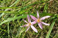 Colchicum autumnale