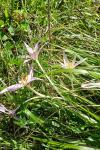 Colchicum autumnale