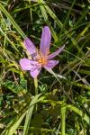 Colchicum autumnale
