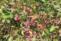 Euonymus europaeus
