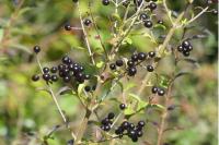 Ligustrum vulgare