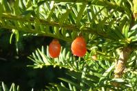 Taxus baccata