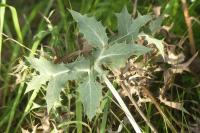 Eryngium campestre