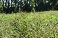 Phragmites australis