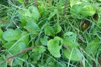 Plantago major