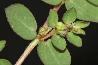 Euphorbia prostrata