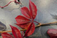 Parthenocissus inserta