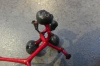 Parthenocissus inserta