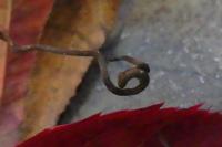 Parthenocissus inserta