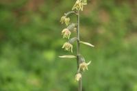Epipactis microphylla