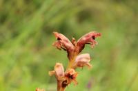 Orobanche teucrii