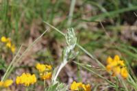 Bombycilaena erecta