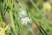 Bombycilaena erecta