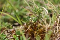 Trifolium scabrum