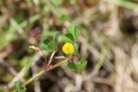 Medicago orbicularis