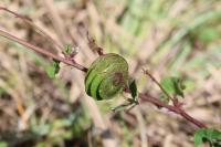 Medicago orbicularis