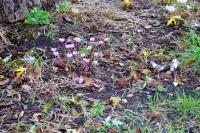 Cyclamen hederifolium