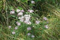 Eupatorium cannabinum