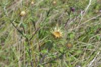Carlina vulgaris