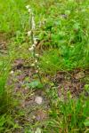 Spiranthes spiralis