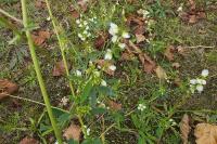 Melilotus albus