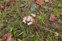 Achillea millefolium