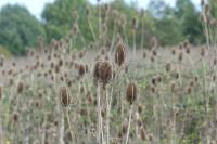 Dipsacus fullonum